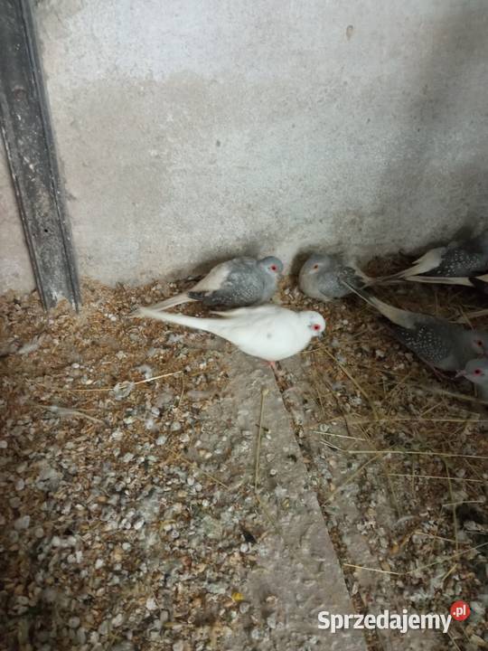 Sprzedam gołąbka szeka Myślenice