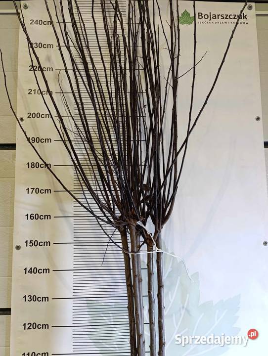 Śliwa wiśniowaPrunus cerasifera Pissardii Końskowola sprzedam