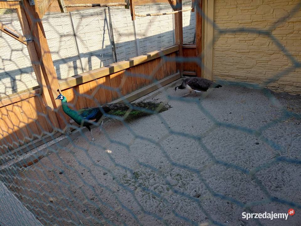 Kogut szmaragdowy podkarpackie Przeworsk