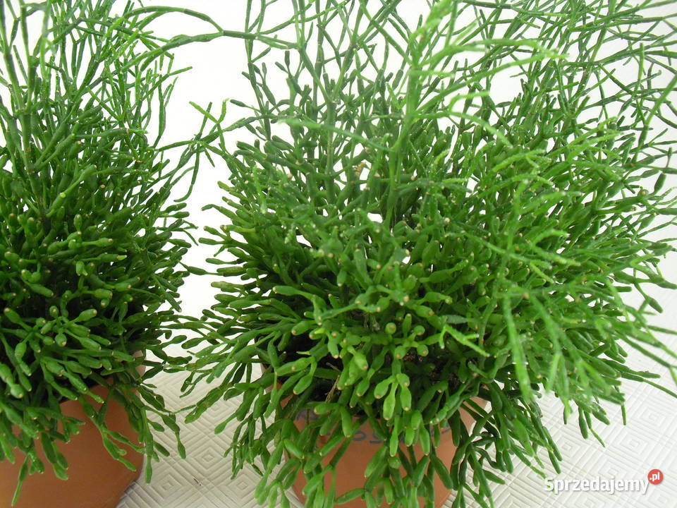 Kwiaty RHIPSALIS PAŁECZNIKI Bielawa