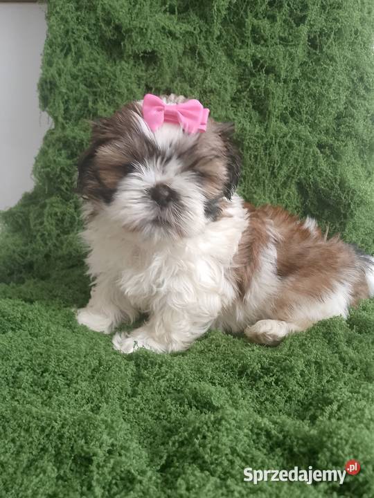 Gotowa do odbioru śliczna suczka rasy ShihTzu Shih Tzu Kępno