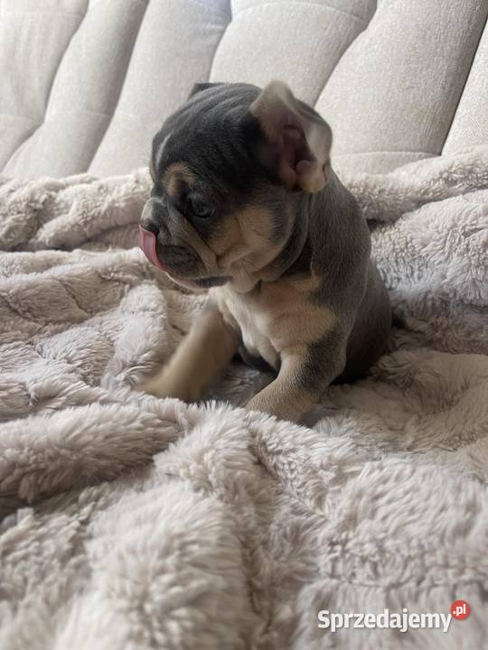 Buldog francuski szczeniaki pieski i suczki Zwierzęta Katarzynin