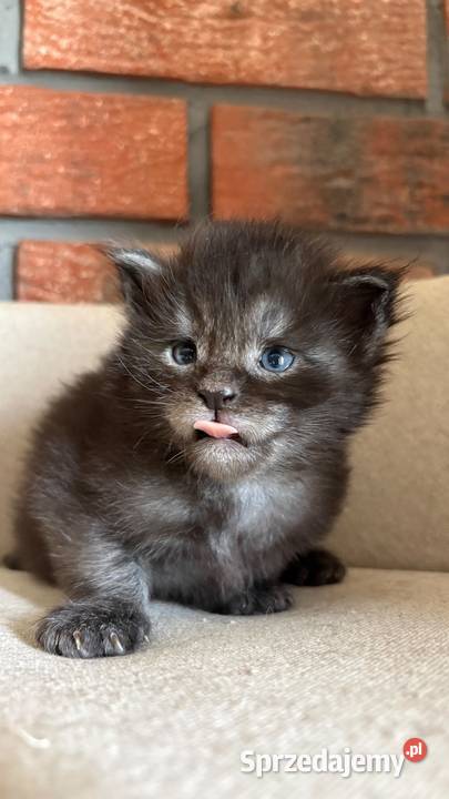 Maine Coon Orion sprzedam