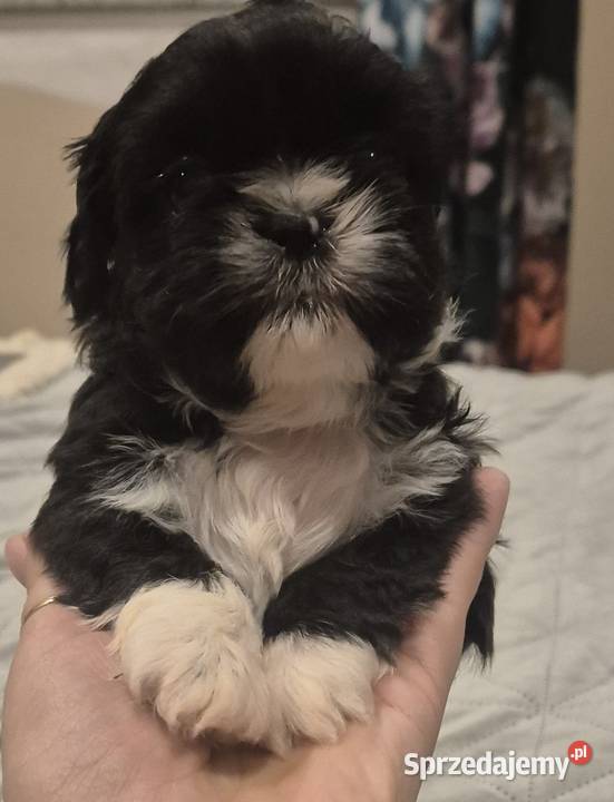 Piesek Shih tzu warmińsko-mazurskie Dymnik