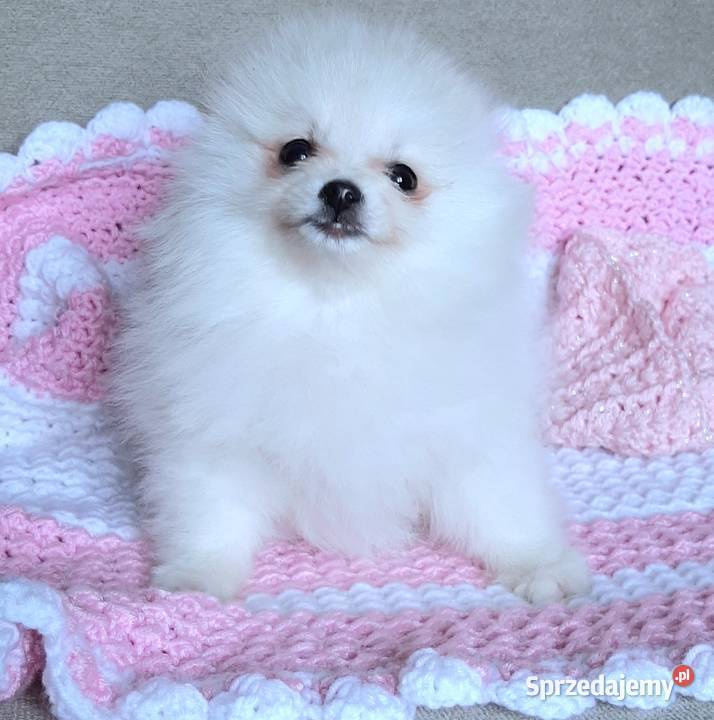 Piekna suczka szpic miniaturowy pomeranian łódzkie Pabianice