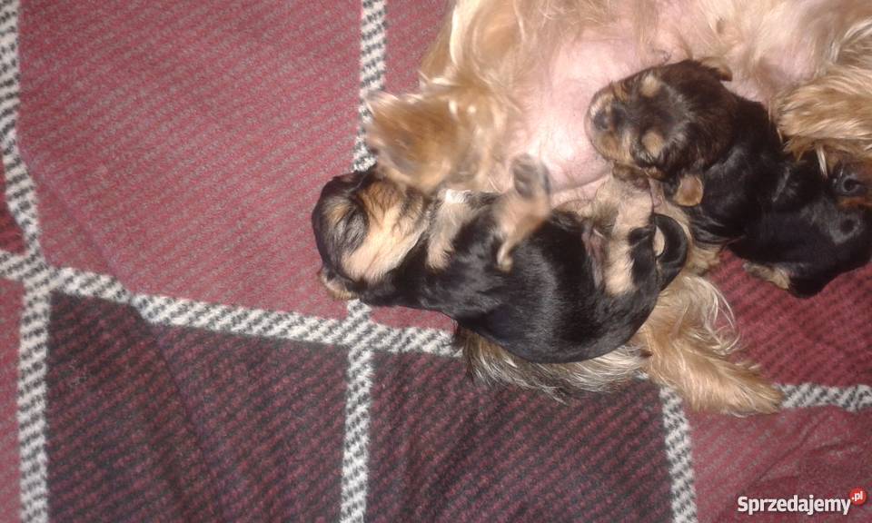 Szczeniaki York śląskie Ruda Śląska