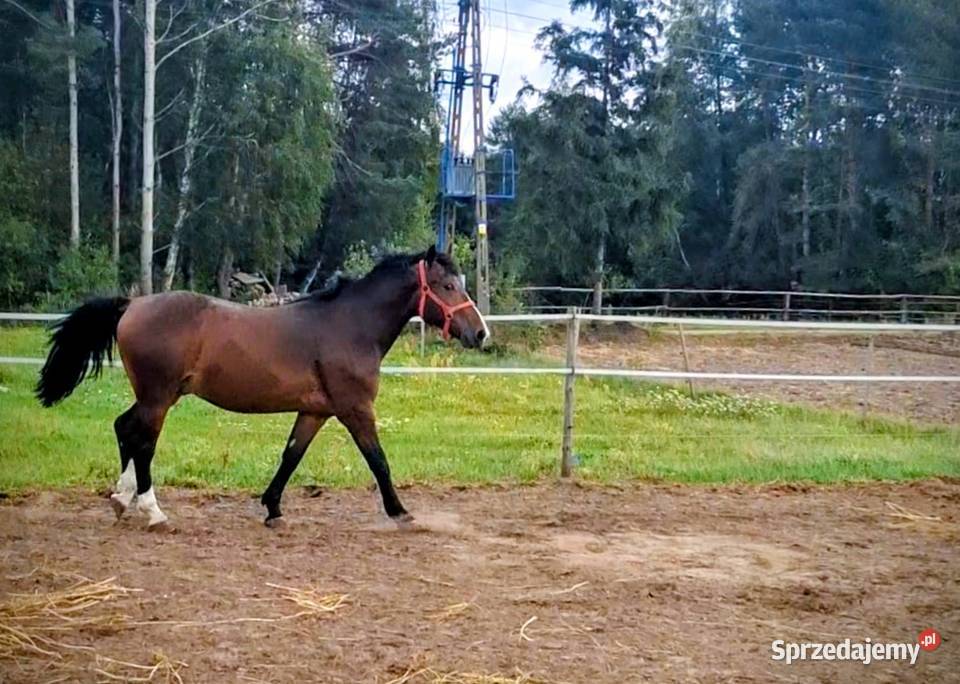 Sprzedam dwu letniego walacha Ręczno