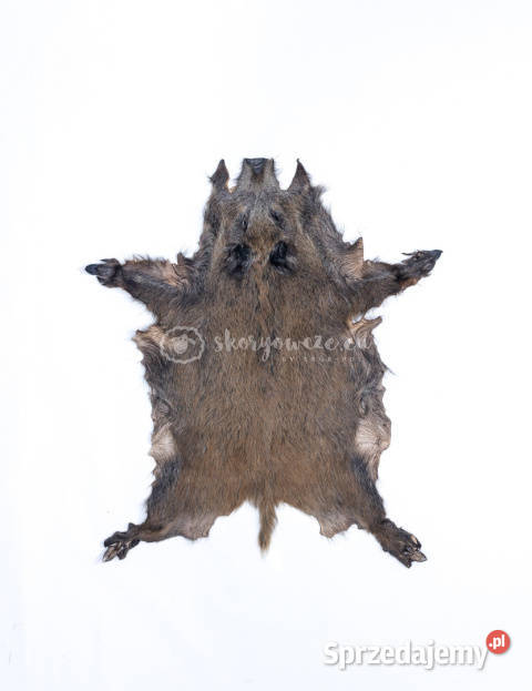 Dzik dekoracyjny skóra z dzika na podłogę skóra Szaflary