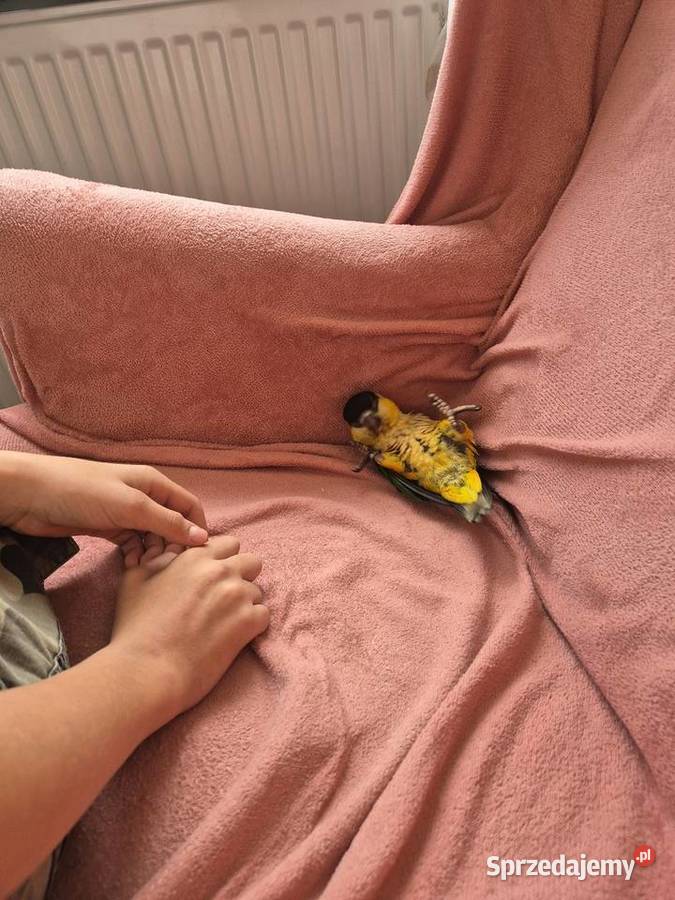 Barwinka czarnogłowa oswojona i dzikie Ptaki Sieradz sprzedam