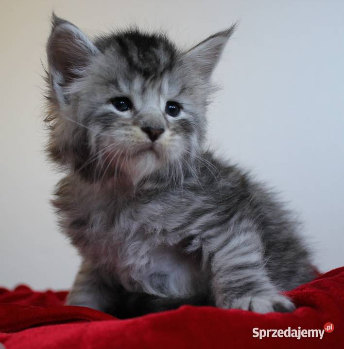 Kociaczki maine coon Kociaczki maine coon