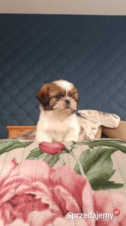 Szczeniaki shih tzu Tarnów