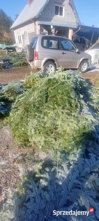 Drobne gałązki Stroisz Jodła pospolita mazowieckie