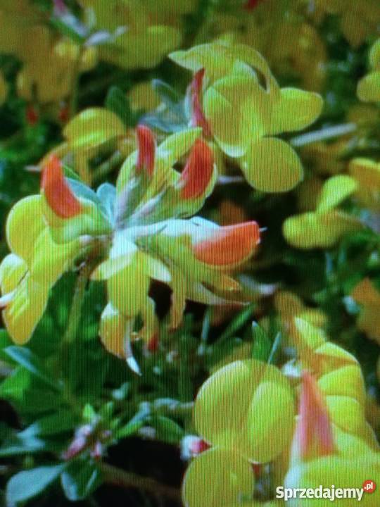 Komonica zwyczajna Suwałki