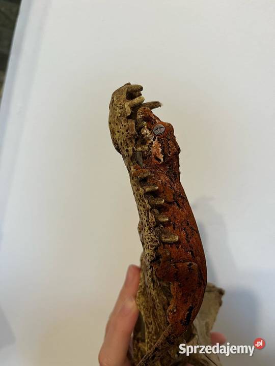 Gekon gargulcowy blotch Gady i płazy