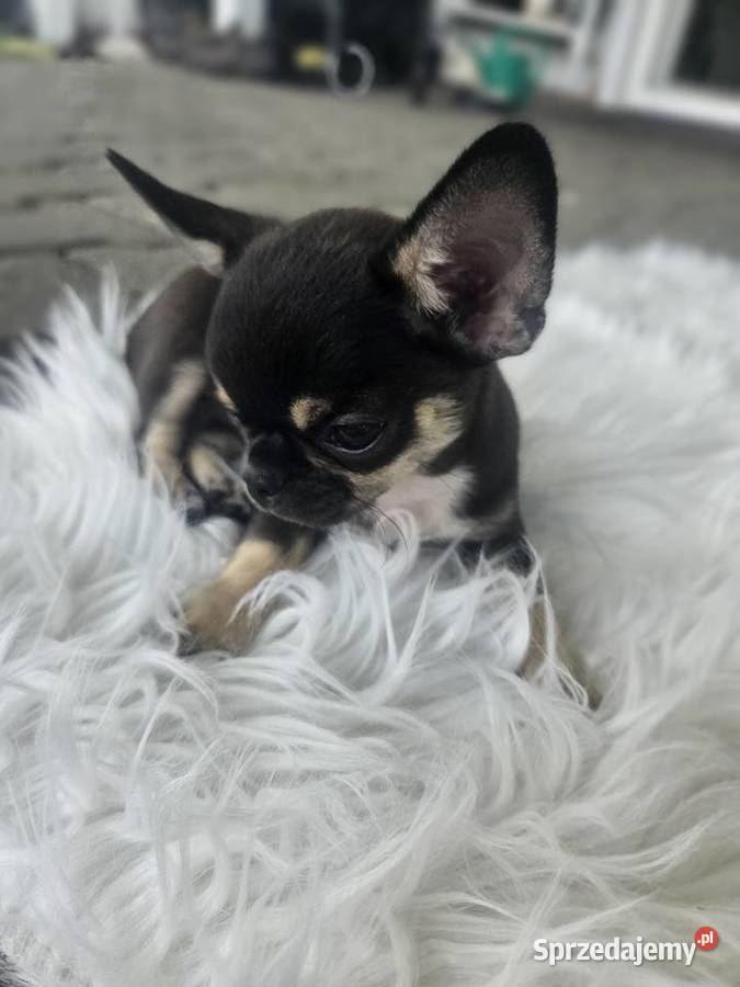 Mini dziewczynka chihuahua 11 tyg Wrocław
