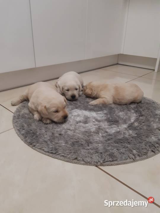 Labrador Milejowice