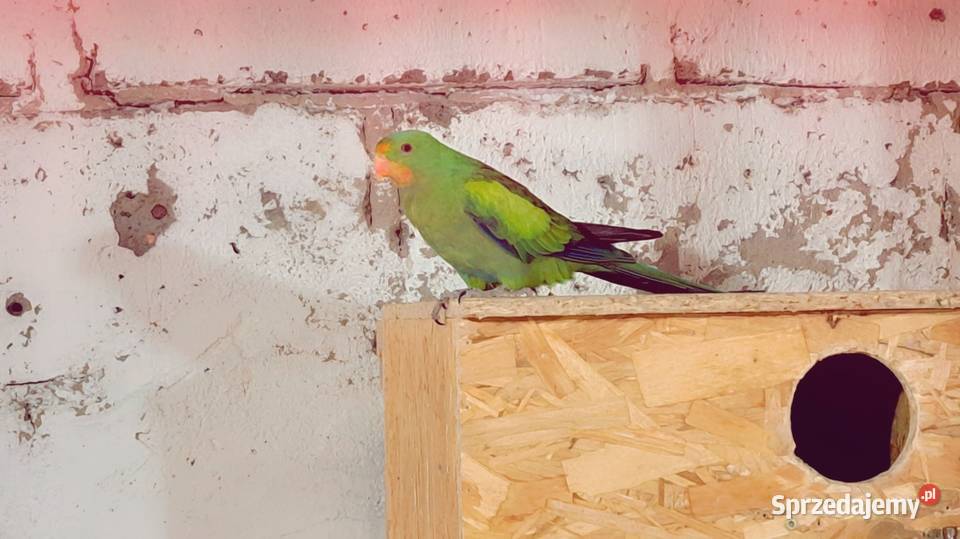 Sprzedam papugi widoczne na zdjęciach Konin
