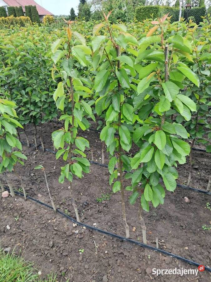 Drzewko Czereśnia Nowe Miasto nad Pilicą