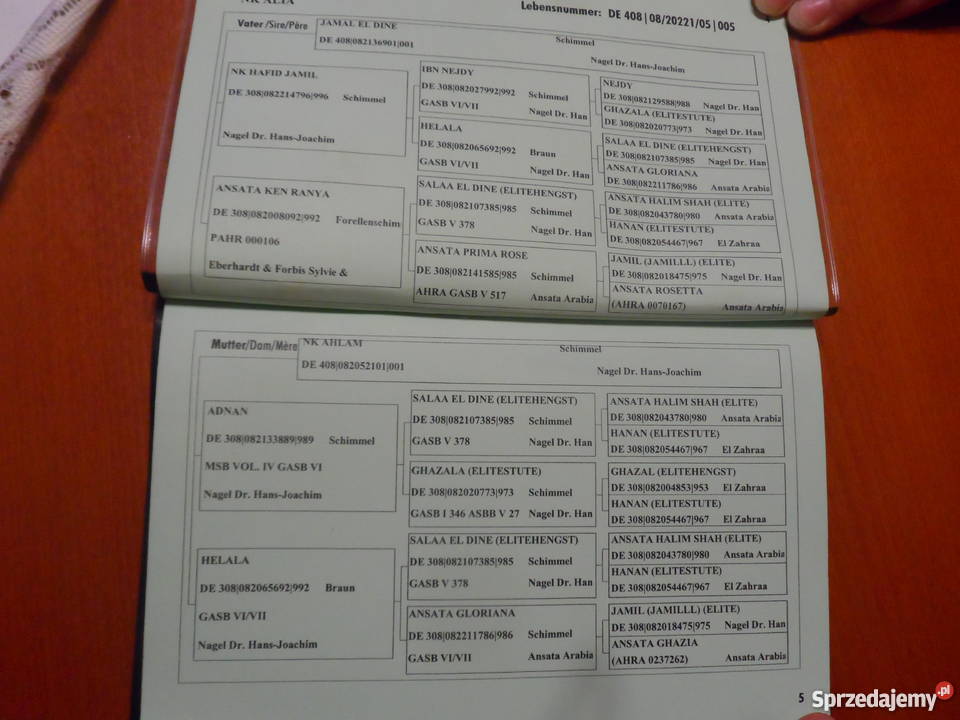 Sprzedam Klacz Arabską z niemieckim pochodzeniem Pozostałe Zatom Stary sprzedam