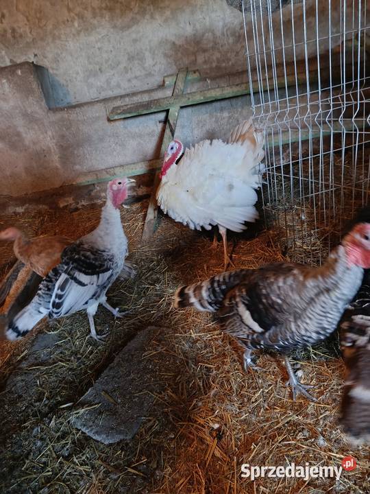 Indyki Młynek sprzedam