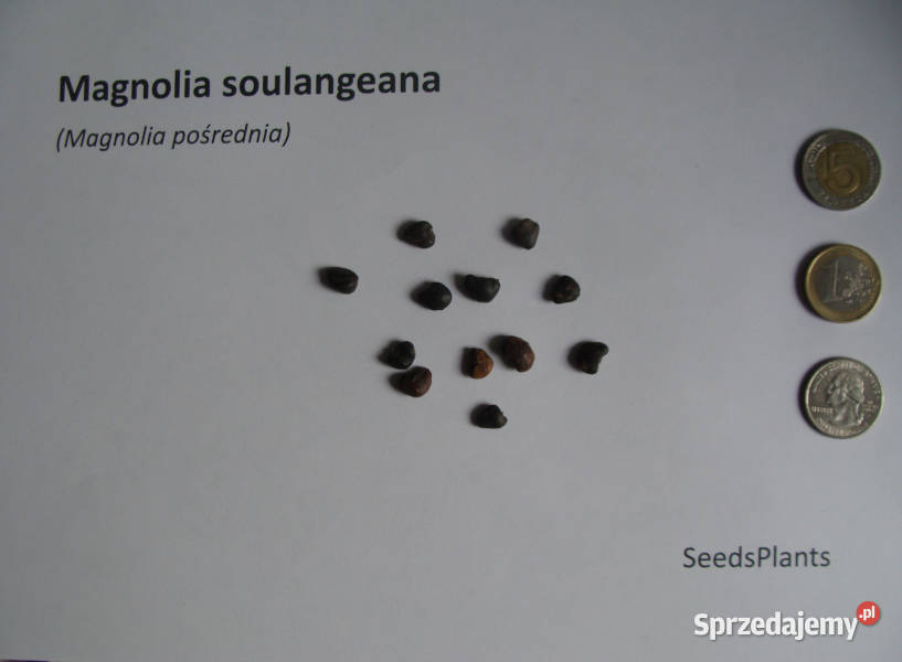 MAGNOLIA POŚREDNIA Magnolia soulangeana NASIONA kujawsko-pomorskie Lubanie