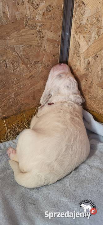 Owczarek Podhalański Pyzokluski sprzedam