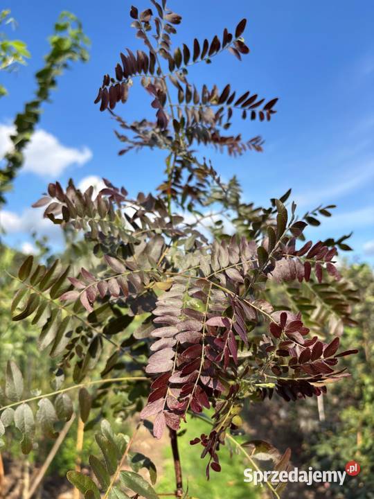 Glediczja trójcierniowa Rubylace Sunburst 230 Dom i Ogród