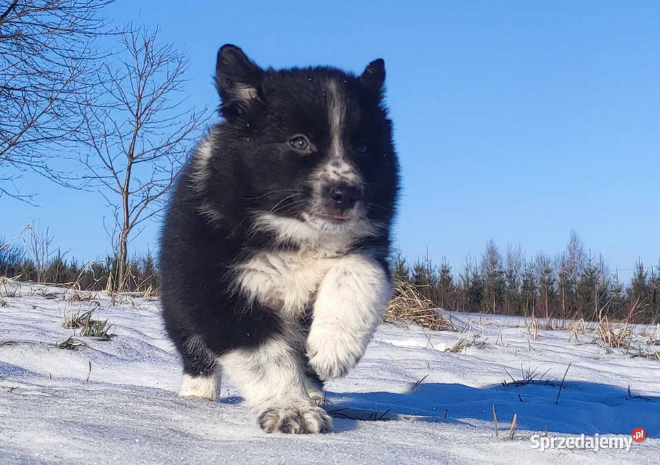 Piękna Rasowa Suczka Border Collie z pełną dok Iwonicz sprzedam