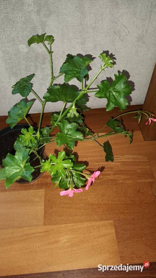 Duża pelargonia bluszczolistna kwitnąca sprzedam