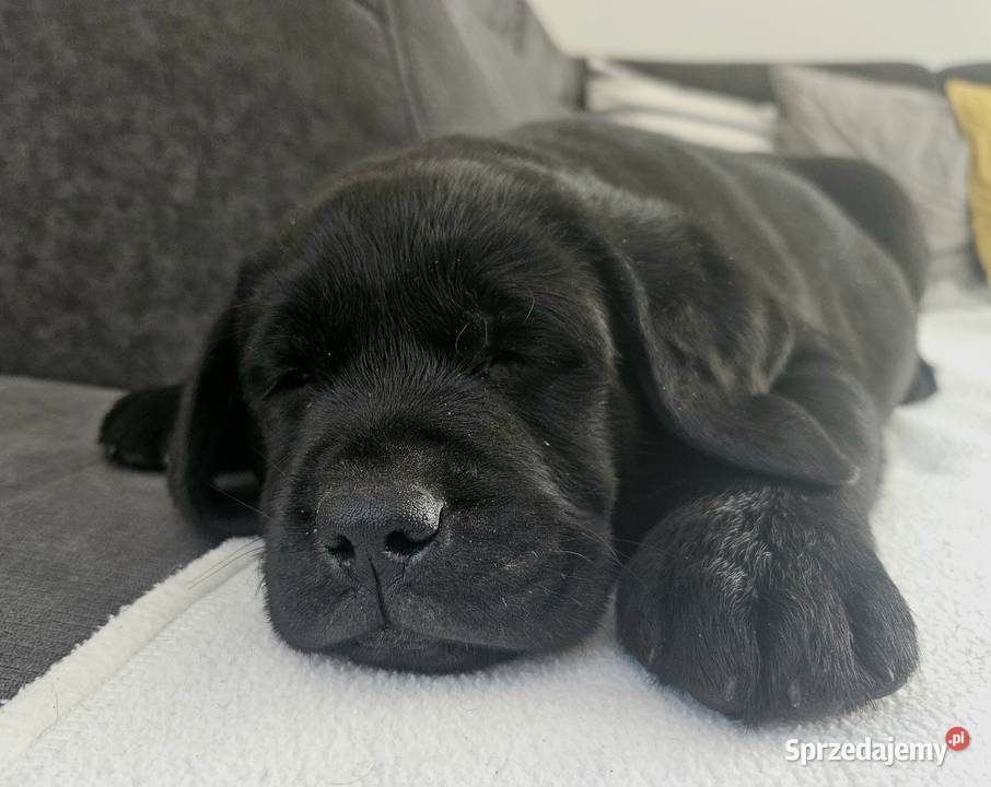 Labrador retriever Zkwp FCI śląskie Lgota Mała
