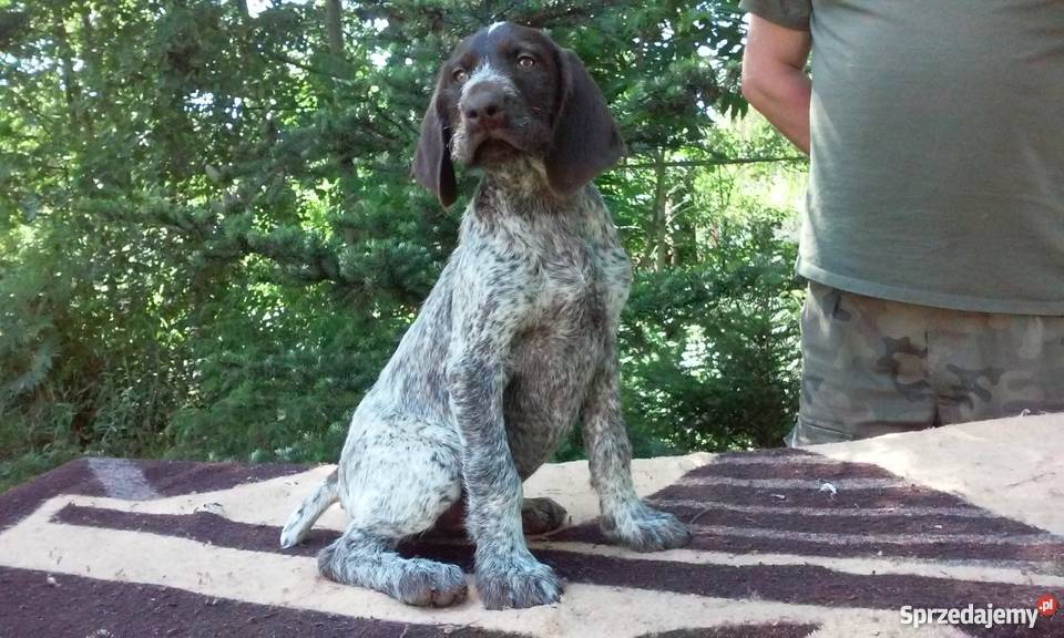 Wyżeł Niemiecki Psy Poddębice sprzedam