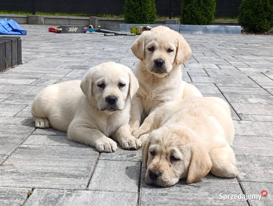 Labrador
