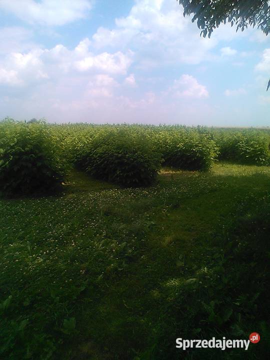 Maliny owoce Opatów sprzedam