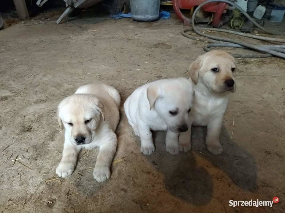 szczeniaki labradory Stary Zamość