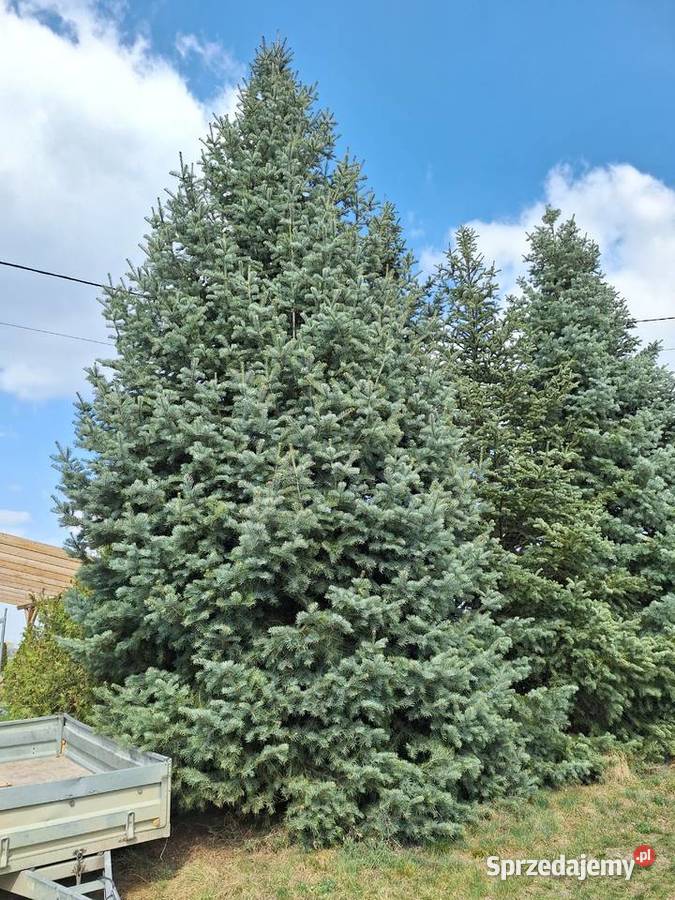 Piękna Jodła Kalifornijska Gracze