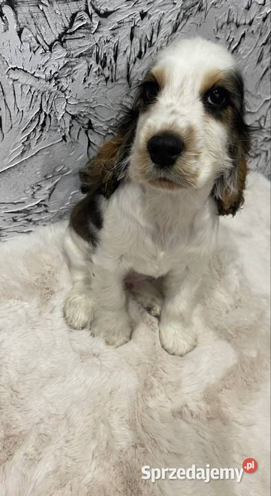 Cocker Spaniel Angielski Wyśmierzyce