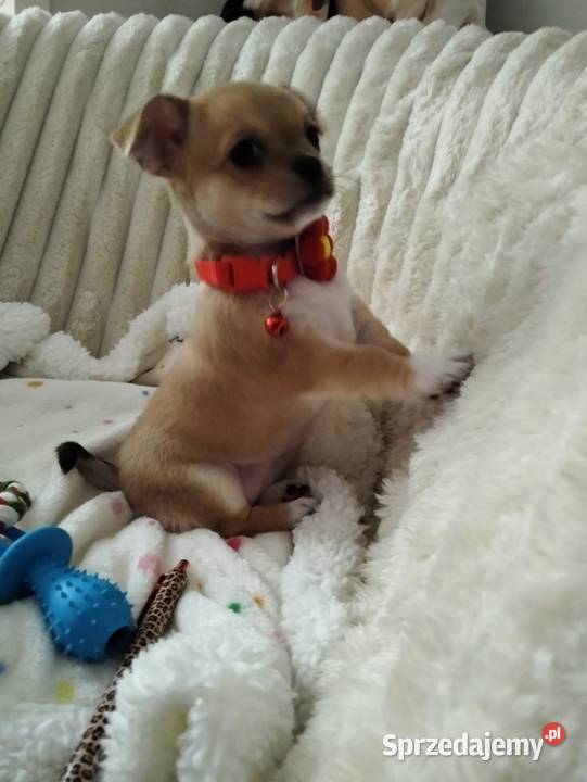 Chihuahua suczka Chihuahua Konin