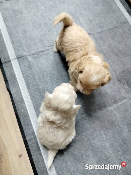 Maltipoo F1 xs Chojnice sprzedam
