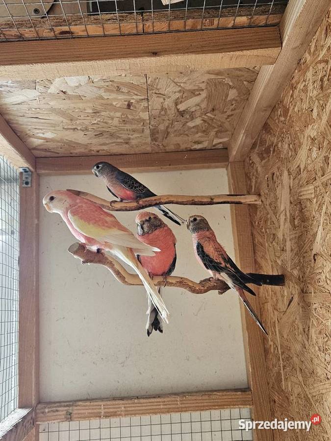 Papugi łąkówki Haczów