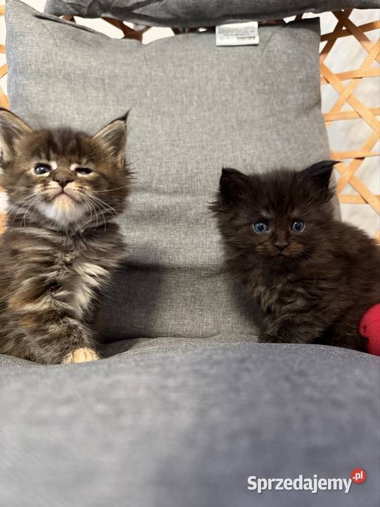 Maine coon kocięta pomorskie Starogard Gdański