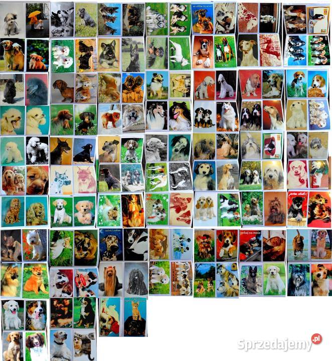 Stare pocztówki PRL Koty Psy Konie około 400 lubelskie