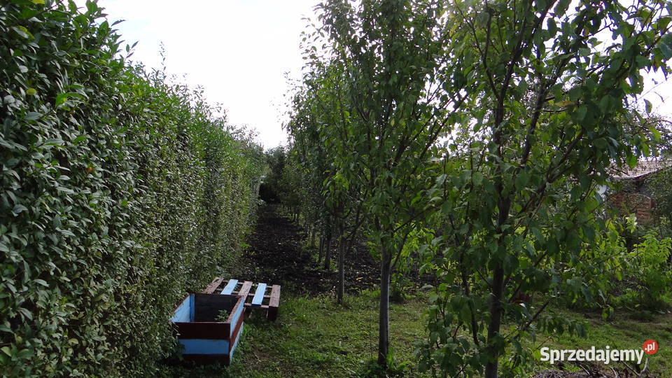 Działka ROD Piła 448m2 w centrum Zbycie prawa Pozostałe