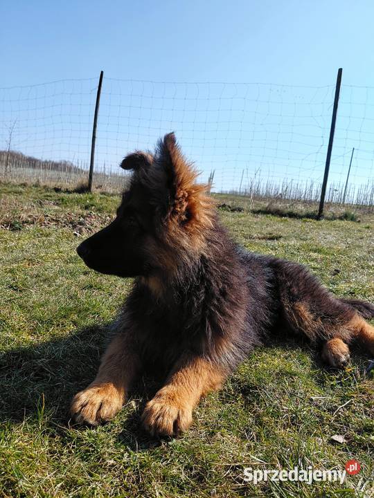 Szczenięta Owczarek Niemiecki Długowłosy Grzęby