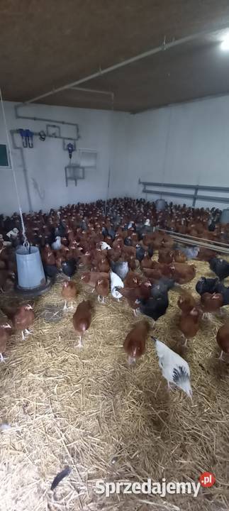 Młode kury nioski wielkopolskie Kępno