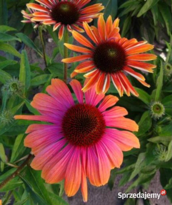 JEŻÓWKA RAINBOW MARCELLA sadzonki w doniczkach Ustronie