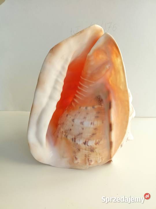 Muszla morska Cassis Cornuta duża 232019 Łódź sprzedam