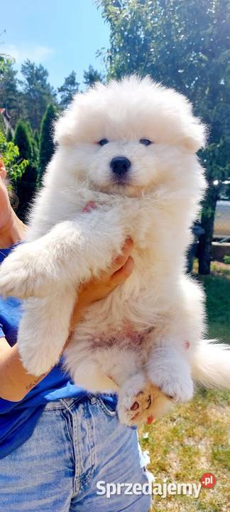 Samoyed szczenięta zwycięzcy Sopot 2023 mazowieckie