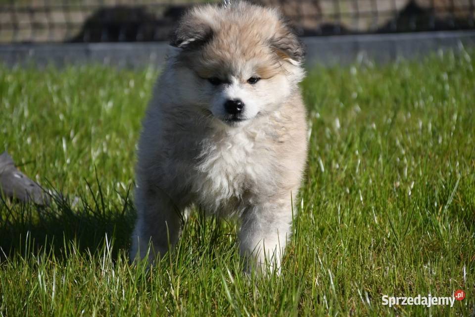 Suczka długowłosa Akita Inu zkwp Akita Leśne Odpadki sprzedam