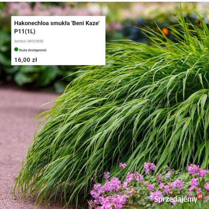 Nowość Węgierska Górka