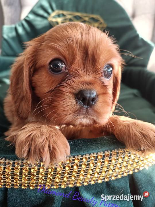 Szczenięta Cavalier King Charles spaniel suczki Tarnowskie Góry
